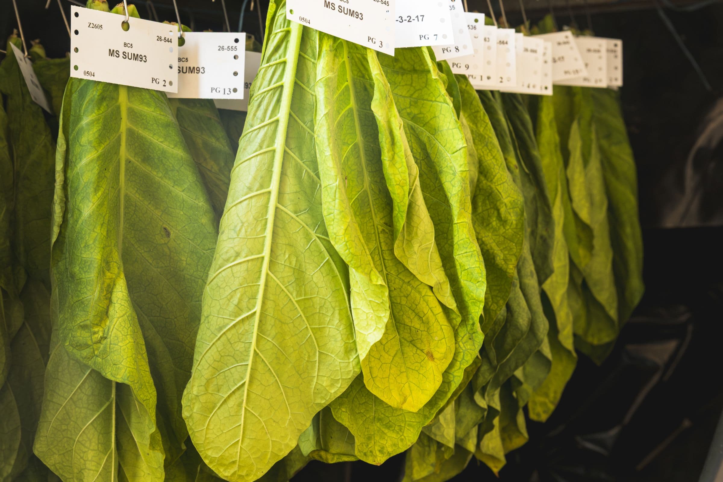 Feuilles de tabac en cours de séchage, étiquetées par lot